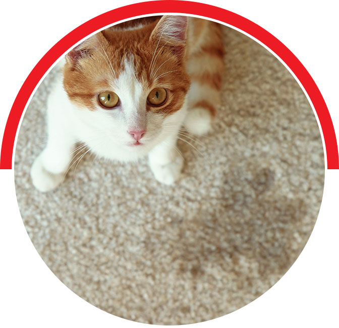 Pet Urine Can Cause Permanent Damage Pet Urine Can Cause Permanent Damage